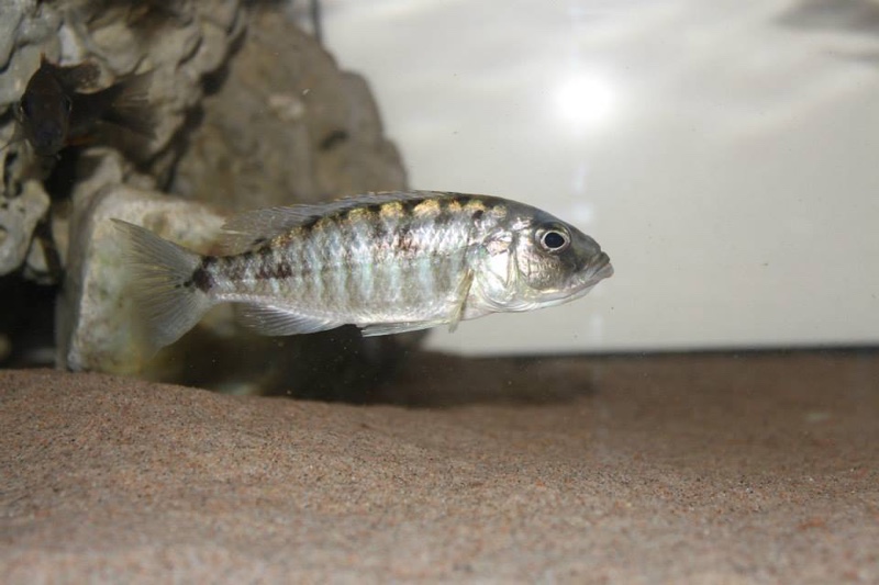 Sciaenochromis sp. 'nyassae' Liwani